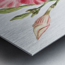 Knob-jointed dipladenia from Edwards Botanical Register 1829-1847  by Sydenham Edwards John Lindley and James Ridgway. Metal print