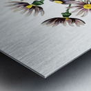 Lilac senecio from Edwards Botanical Register 1829-1847  by Sydenham Edwards John Lindley and James Ridgway. Metal print