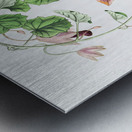 Twinning red-cloak from Edwards Botanical Register 1829-1847  by Sydenham Edwards John Lindley and James Ridgway. Metal print