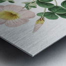 Variable oxalis from Edwards Botanical Register 1829-1847  by Sydenham Edwards John Lindley and James Ridgway. Metal print