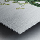 Mrs.Marryats tacsonia from Edwards Botanical Register 1829-1847  by Sydenham Edwards John Lindley and James Ridgway. Metal print