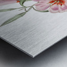 Ruddy godetia from Edwards Botanical Register 1829-1847  by Sydenham Edwards John Lindley and James Ridgway. Metal print