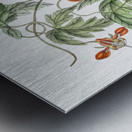 Red loasa from Edwards Botanical Register 1829-1847  by Sydenham Edwards John Lindley and James Ridgway. Metal print