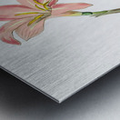 Spofforth Zephyranthes from Edwards Botanical Register 1829-1847  by Sydenham Edwards John Lindley and James Ridgway. Metal print