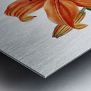 Thunbergs orange lily from Edwards Botanical Register 1829-1847  by Sydenham Edwards John Lindley and James Ridgway. Metal print