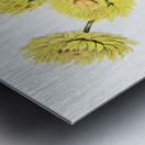 Two-coloured Helichrysum from Edwards Botanical Register 1829-1847  by Sydenham Edwards John Lindley and James Ridgway. Metal print