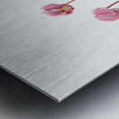 Shore cyclamen from Edwards Botanical Register 1829-1847  by Sydenham Edwards John Lindley and James Ridgway. Metal print