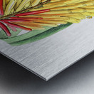 Burchells tritoma from Edwards Botanical Register 1829-1847  by Sydenham Edwards John Lindley and James Ridgway. Metal print