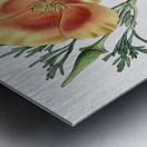 Saffron colored eschscholzia from Edwards Botanical Register 1829-1847  by Sydenham Edwards John Lindley and James Ridgway. Metal print