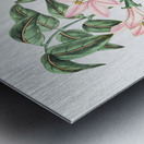 Pink Turraea pinnata from Edwards Botanical Register 1829-1847  by Sydenham Edwards John Lindley and James Ridgway. Metal print