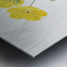 Long-stalked ledocarpum from Edwards Botanical Register 1829-1847  by Sydenham Edwards John Lindley and James Ridgway. Metal print