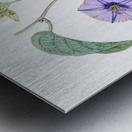 Hoary jacquemontia from Edwards Botanical Register 1829-1847  by Sydenham Edwards John Lindley and James Ridgway. Metal print