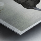 A crow and the full moon 1900-1930 by Ohara Koson 1877-1945. Metal print