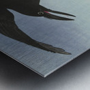 Crows at full moon 1925 - 1936 by Ohara Koson 1877-1945. Metal print