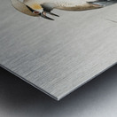 Japanese plague bird on branch 1900 - 1910 by Ohara Koson 1877-1945. Metal print