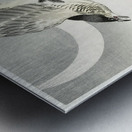 Cuckoo at crescent moon 1900 - 1930 by Ohara Koson 1877-1945. Metal print