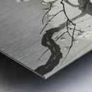 Plum blossom and full moon 1900 - 1936 by Ohara Koson 1877-1945. Metal print