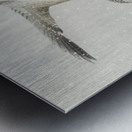 Two wild ducks in flight 1900 - 1936 by Ohara Koson 1877-1945. Metal print