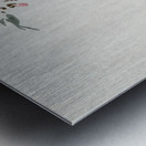 Two sable red tails with cherry blossom 1900 - 1936 by Ohara Koson 1877-1945. Metal print