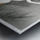 Geese on the shore 1900 - 1930 by Ohara Koson 1877-1945. Metal print