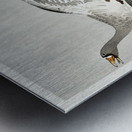 Great geese flying in the snow 1900 - 1910 by Ohara Koson 1877-1945. Metal print