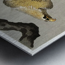 Eagle on branch 1900 - 1910 by Ohara Koson 1877-1945. Metal print