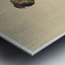 Pheasant on cherry blossom branch 1887-1945 by Ohara Koson 1877-1945. Impression metal