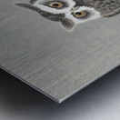 Long-eared owl on bare tree branch 1900 - 1930 by Ohara Koson 1877-1945. Metal print