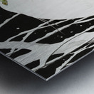 Chrysanthemums 1925-1936 by Ohara Koson 1877-1945. Metal print