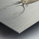 Couple of deers 1900 - 1930 by Ohara Koson 1877-1945. Metal print