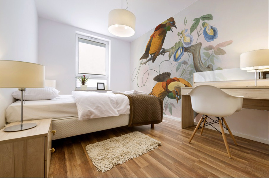 Diphyllodes chrysoptera 1873 Mural print