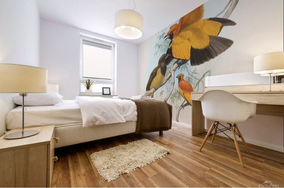 Xanthomelus aureus 1873 Mural print