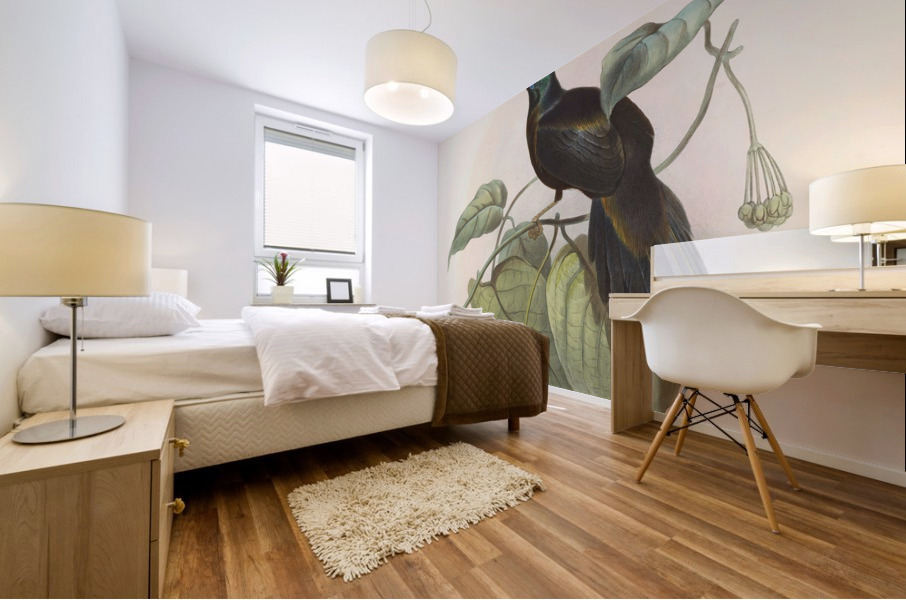 Paradigalla carunculata 1873 Mural print