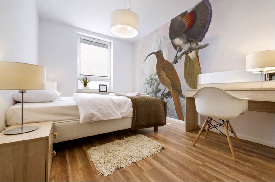 Drepanornis Albertis 1873 Mural print