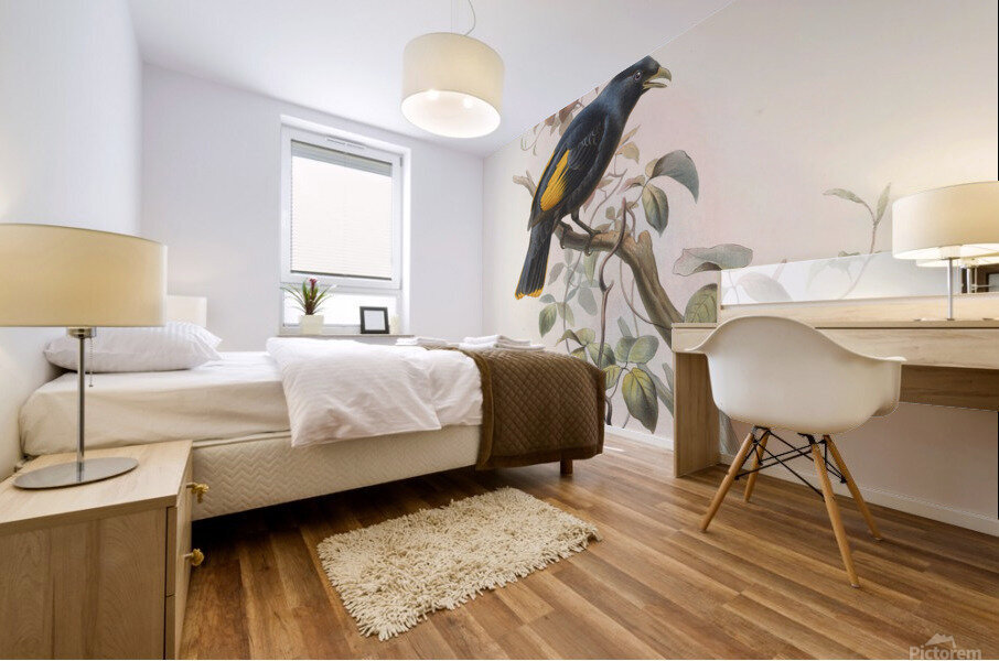 Ptilonorhynchus Rawnsleyi 1873 Mural print