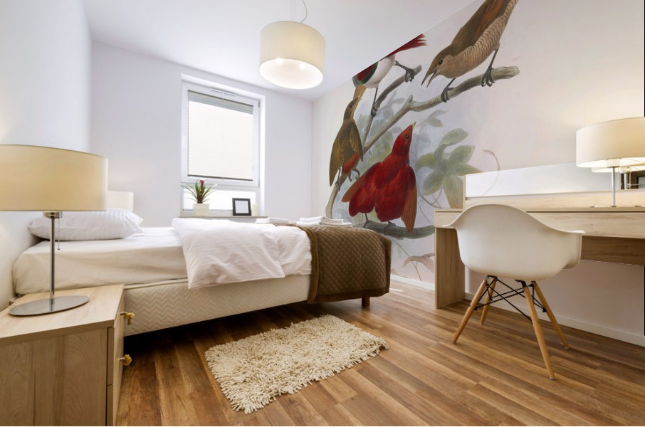 Cicinnurus regius 1873 Mural print