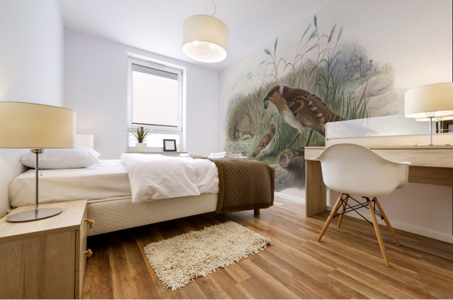 Chlamydodera maculata 1873 Impression murale