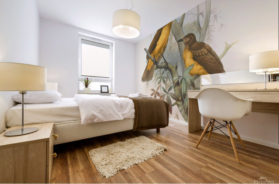 Chlamydodera xanthocastra 1873 Mural print