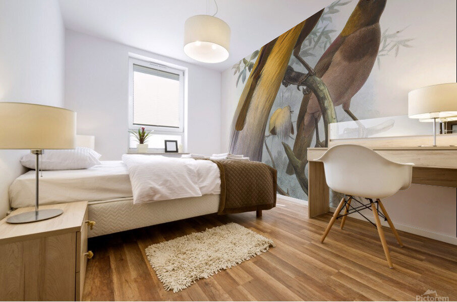 Paradisea apoda 1873 Mural print