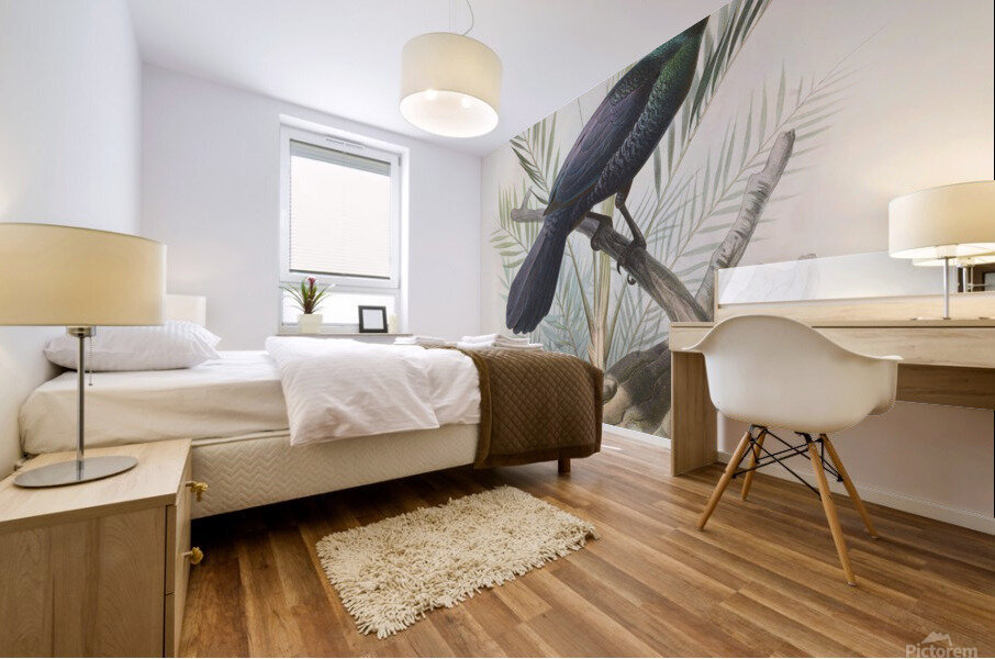 Manucodia atra 1873 Mural print