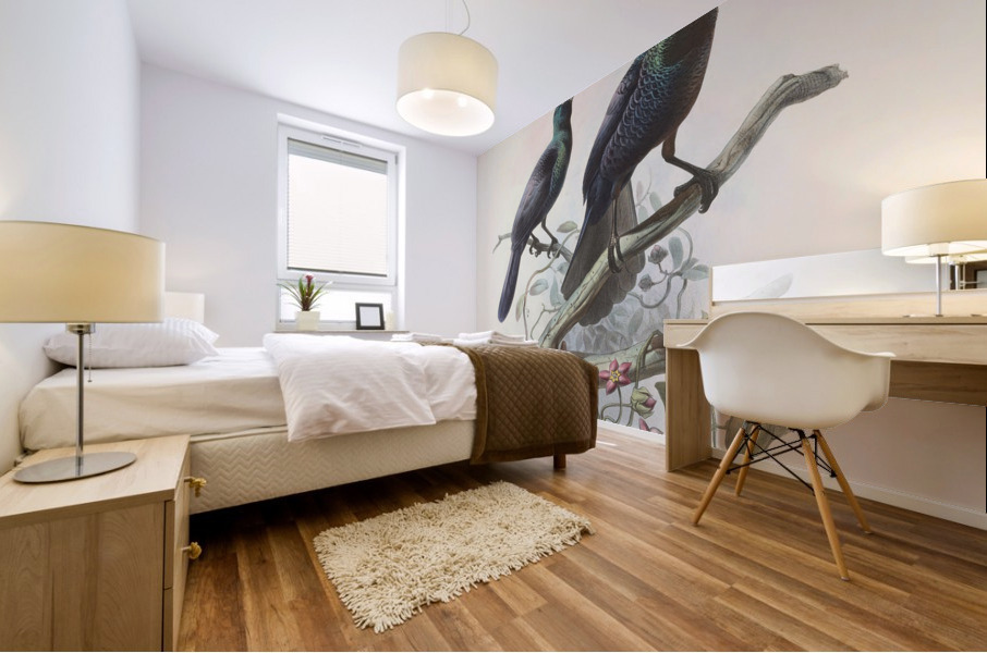 Manucodia chalybeus 1873 Mural print