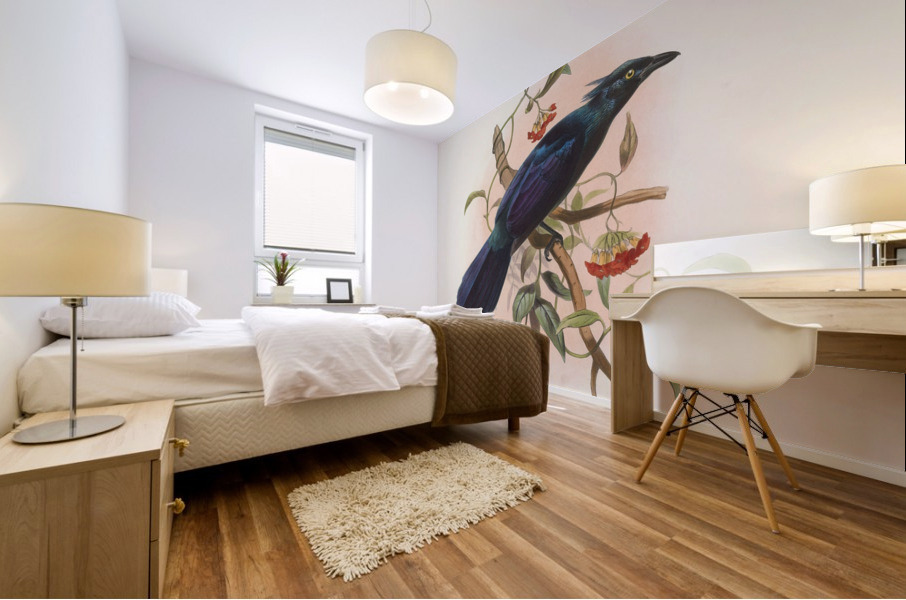 Manucodia Keraudreni 1873 Mural print