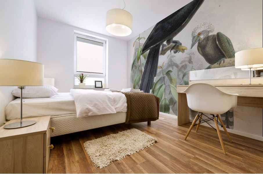 Anorrhinus leucolophus 1882 Mural print