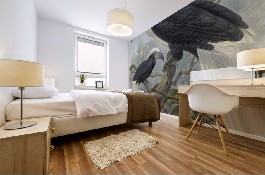 Anorrhinus comatus 1882 Mural print