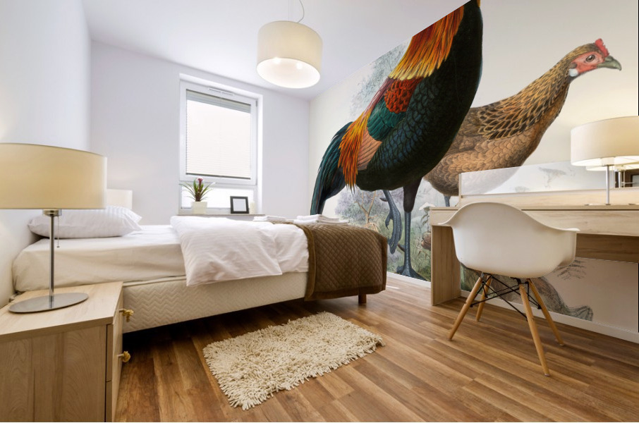 Gallus ferrugineus. 1872 Mural print