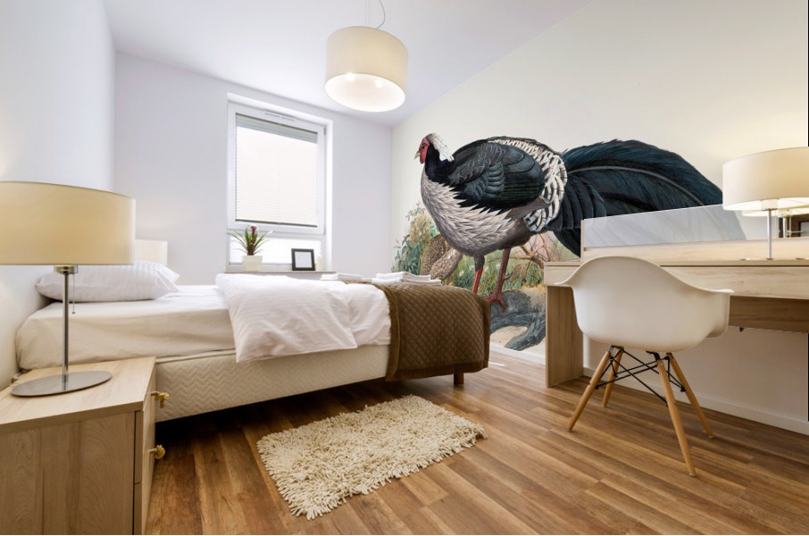 Euplocomus albo-cristatus. 1872 Mural print