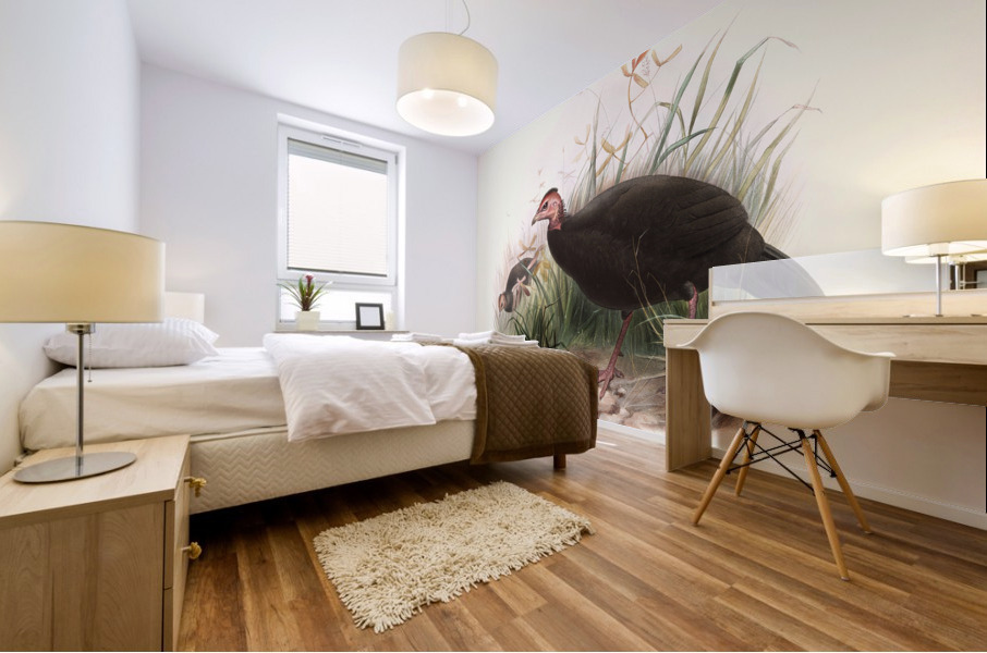 Phasidus Niger 1872 Mural print