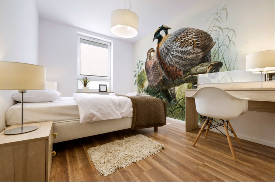 Purcasia xanthospila. 1872 Mural print