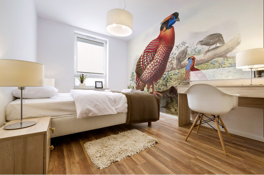 Ceriornis melanocephala. 1872 Mural print