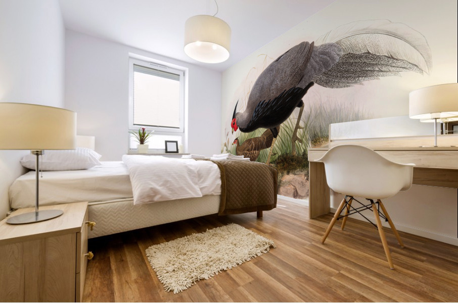 Euplocamus lineatus. 1872 Impression murale